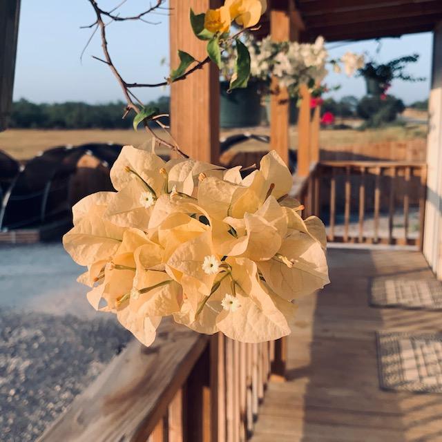 I cannot remember what this flower is called but we have them in several colors hanging on the deck of the business. I cannot remember what this flower is called but we have them in several colors hanging on the deck of the business.