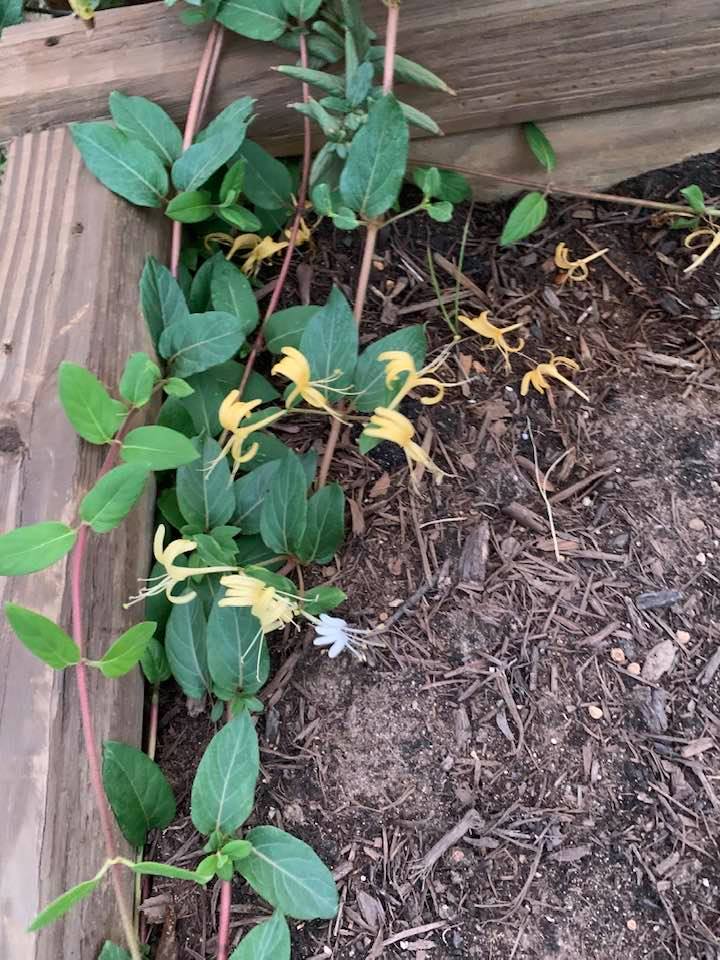 My new yellow honeysuckle is blooming. A plant is so different than starting one from seed. Some plants will do well in cooler weather but seeds need warm temps in your growing zones to germinate.