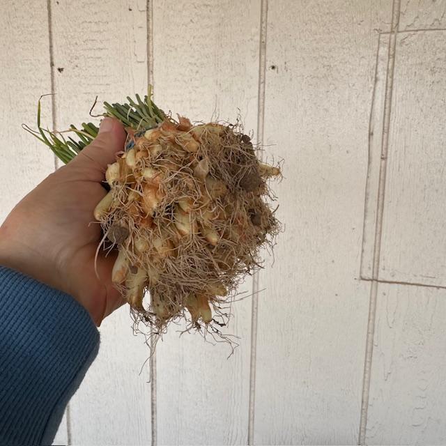 We have 3 yellow onion start varieties--the Yellow Granex, the Texas 1015Y, and the Candy.