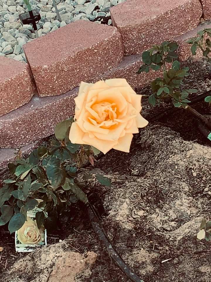 This yellow rosebud opened quickly. Isn't it beautiful? Just in time for spring planting to make the front of our home so pretty. This yellow rosebud opened quickly. Isn't it beautiful? Just in time for spring planting to make the front of our home so pretty.