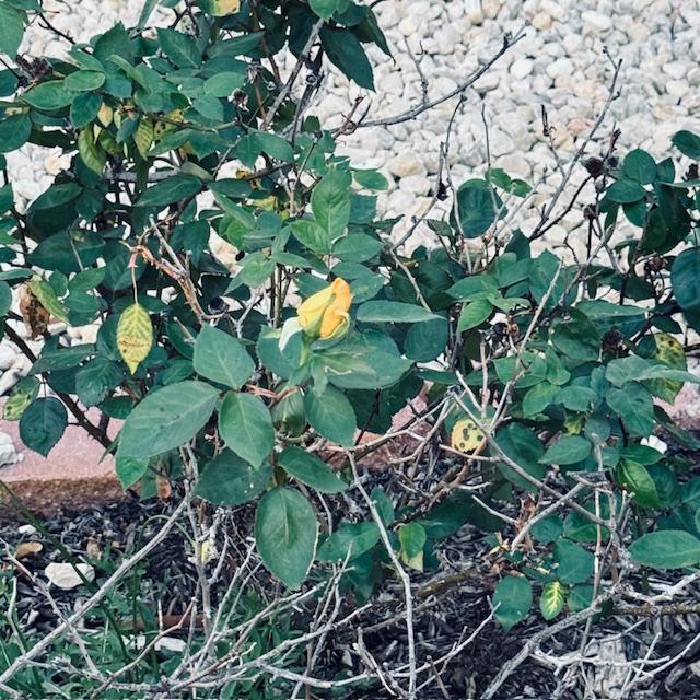 Here is a yellow rosebud I discovered early this morning.