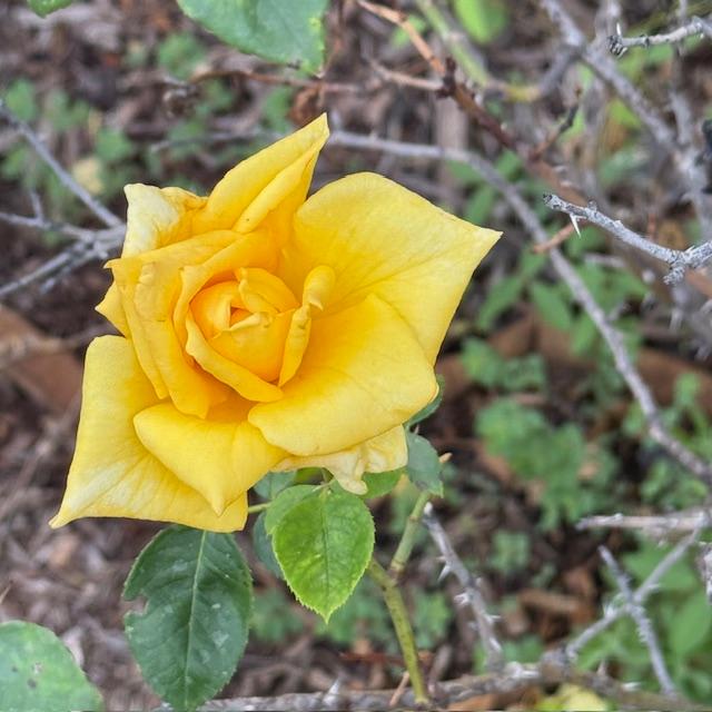 We have had a lot of roses blooming but this is the first yellow rose of spring in my little rose garden.