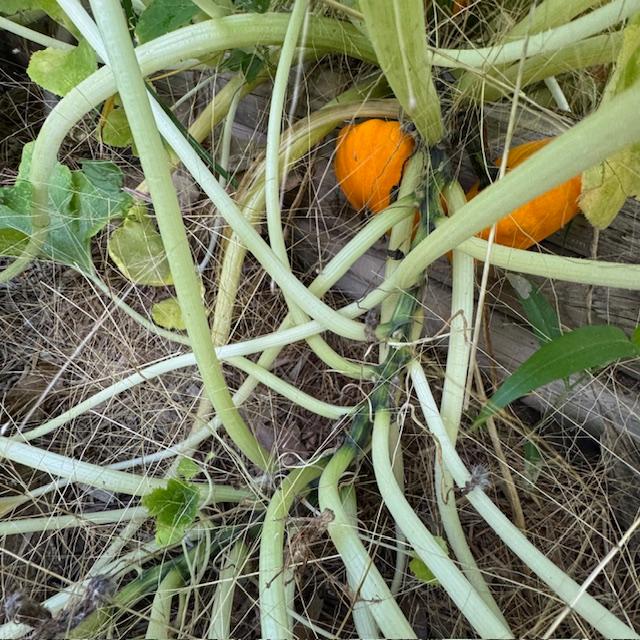 I picked both of these patty pan aka scallop squashes.