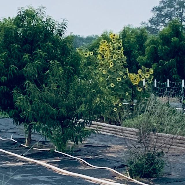 A cheery good morning from the orchard with peach trees and sunflowers.