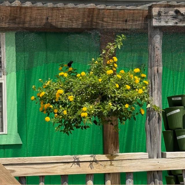 Our hanging plants are $16.99. This is yellow verbena.