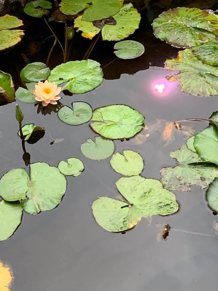 Look at this pretty new yellow waterlily in our pond.