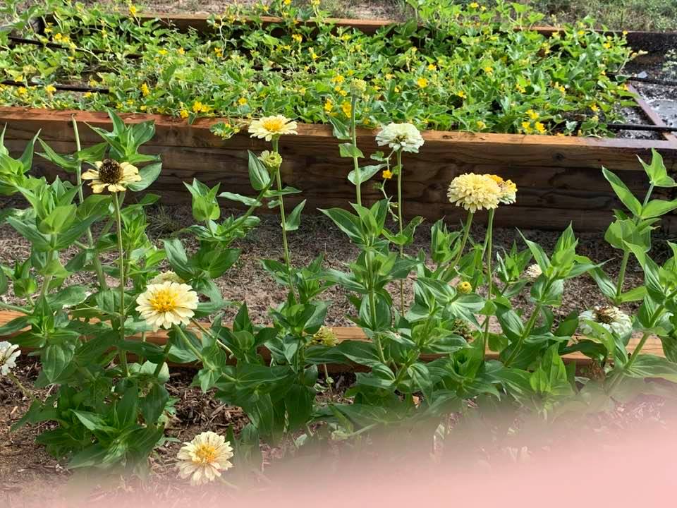 Here are some of the yellow zinnias we have growing.