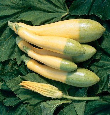The zephyr squash is both yellow and green, very unique and tasty.