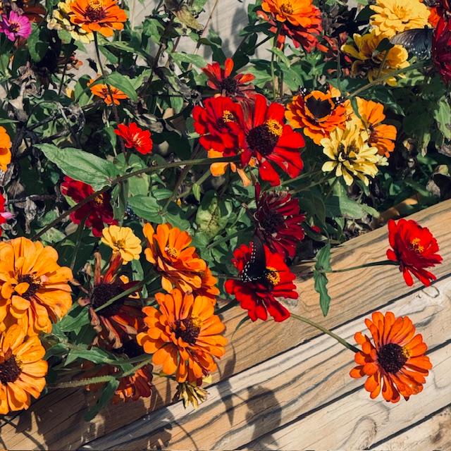 Here it is, the end of December getting down into the 30s at night, yet the butterflies are still all over the zinnias during the day.