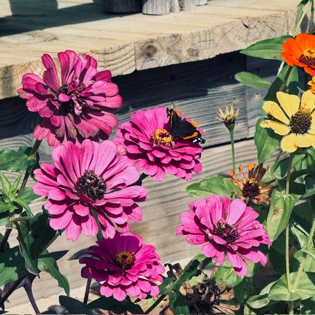 More zinnias with butterflies...I cannot believe they are still alive!
