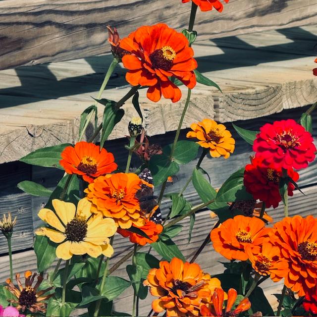 The butterflies are everywhere this month!