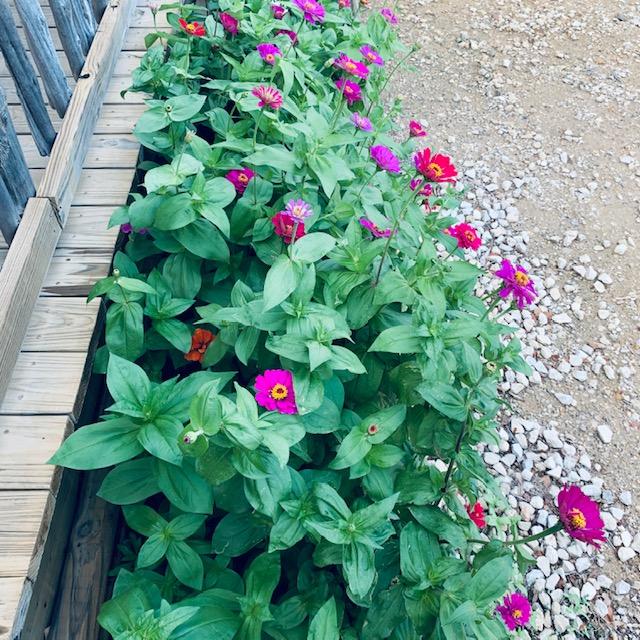 The zinnias seeded themselves last year so here they are out in front of the store again! May garden chores include keeping your flower beds weeded and watered. The zinnias seeded themselves last year so here they are out in front of the store again! May garden chores include keeping your flower beds weeded and watered.
