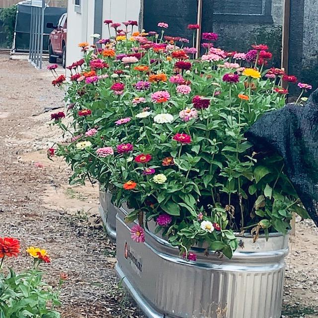 This past summer, we started using more container gardening because we don't have the time or money to build more raised beds right now and so gophers can't ruin what we plant. This past summer, we started using more container gardening because we don't have the time or money to build more raised beds right now and so gophers can't ruin what we plant.