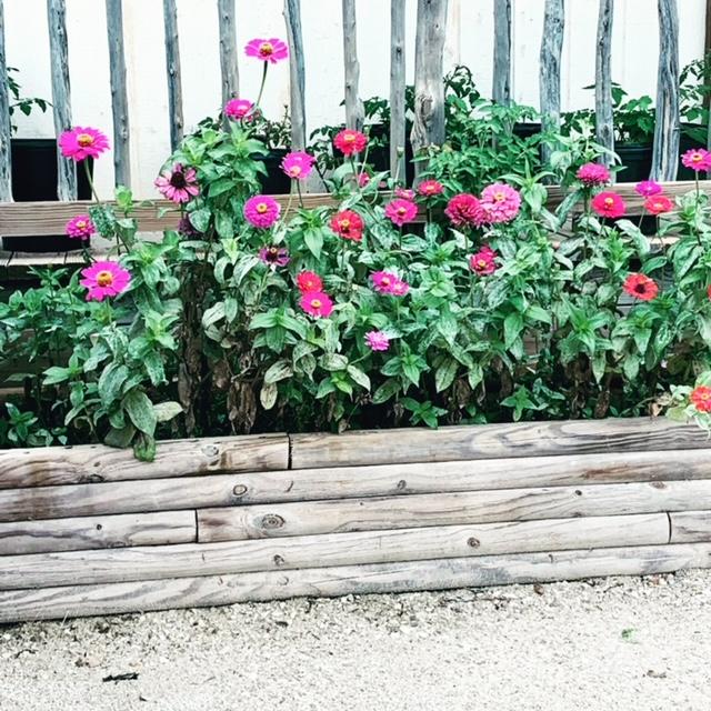 Here are more of my zinnia garden mix flowers. This is part of one of the beds in front of the Farm Store.