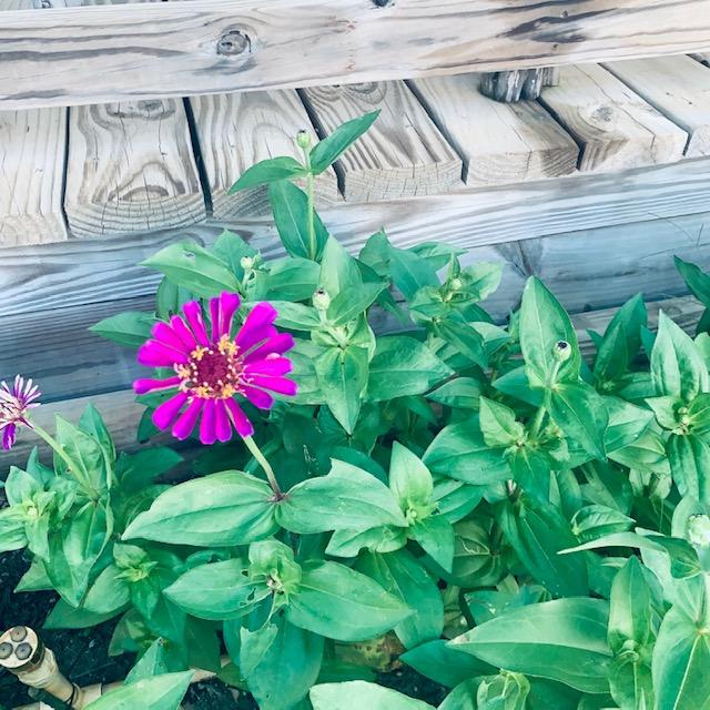 The zinnias are blooming out in front of the Farm Store.