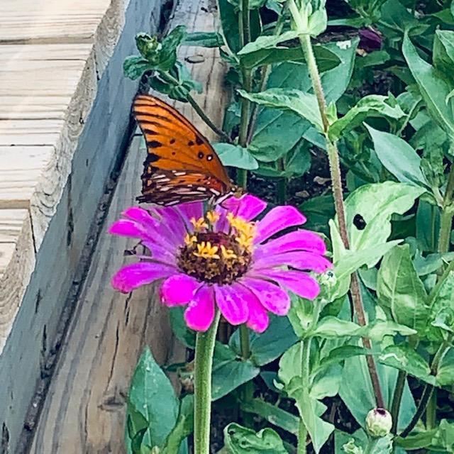 Here is one of many monarch butterflies enjoying a good time with a zinnia.