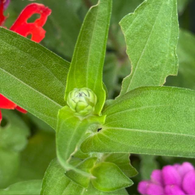 This is a zinnia bud.