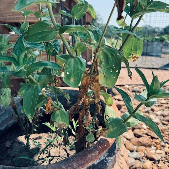 Too much sun exposure has already killed some of the leaves of this zinnia in June of 2024.