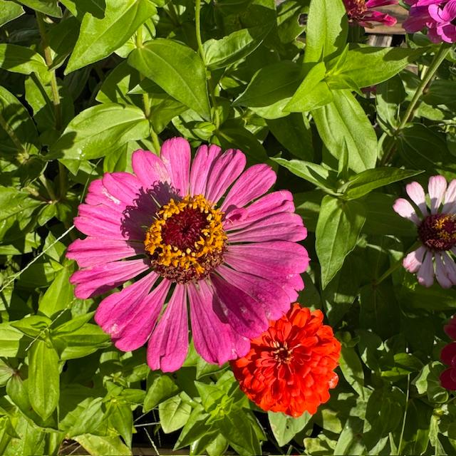 Zinnias come in so many shapes and colors.