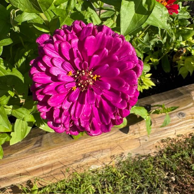 This is a gorgeous shade of purple.