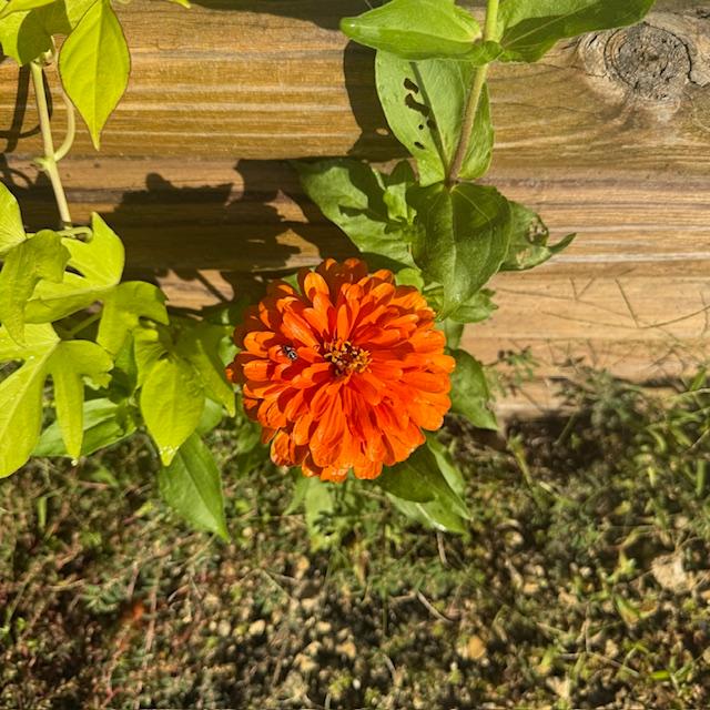 This orange zinnia is looking pretty today.
