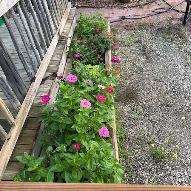 Zinnias growing in front of our Farm Store