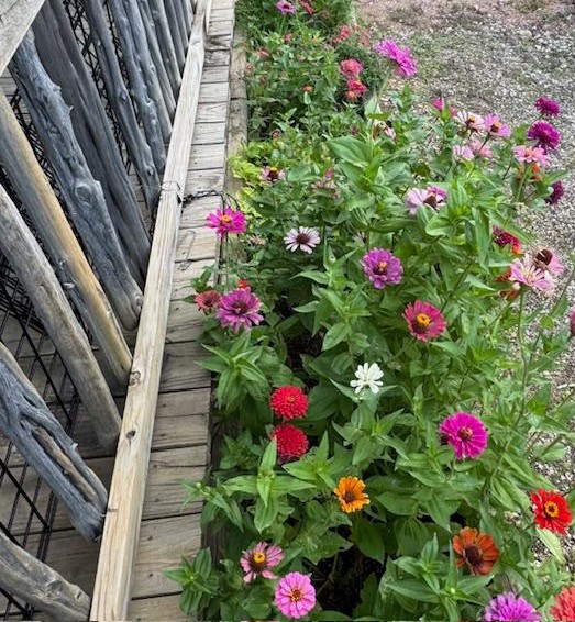 Some of my zinnias growing in the garden right now. Aren't they gorgeous?