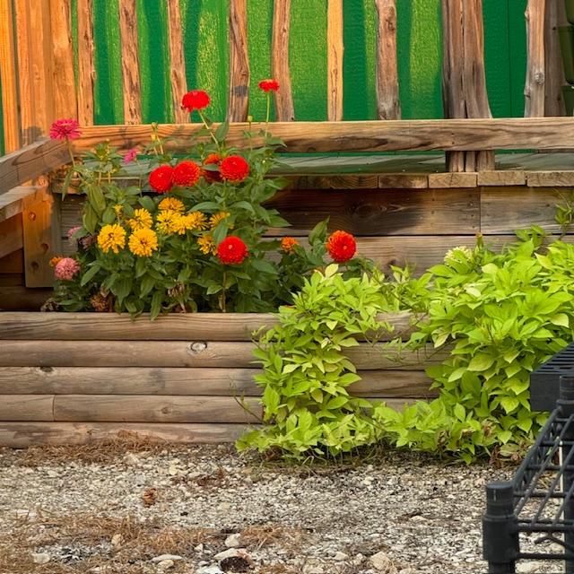 Colorful zinnias and sweet potato vine