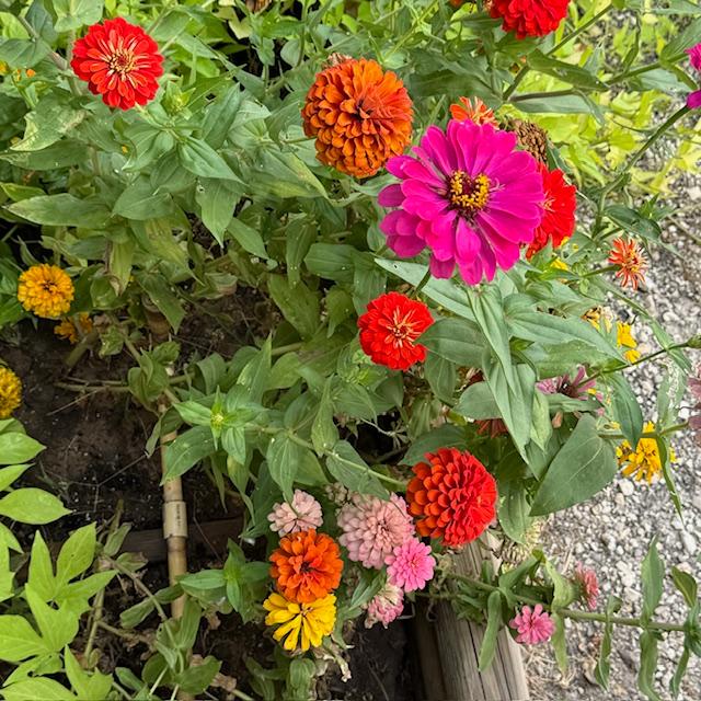 zinnias101624