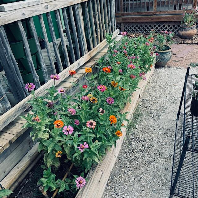 Some of the zinnias in front of the Farm Store for summer of 2024.