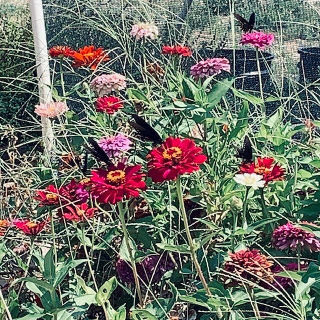 zinniasbutterflies092523 zinniasbutterflies092523