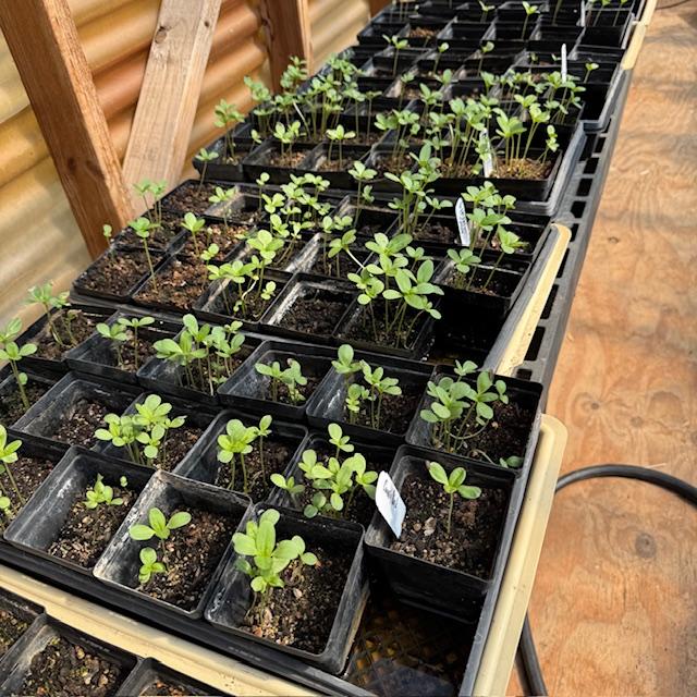 These are some of the zinnias I will be selling. Snapdragons are coming up also but they are very tiny now.