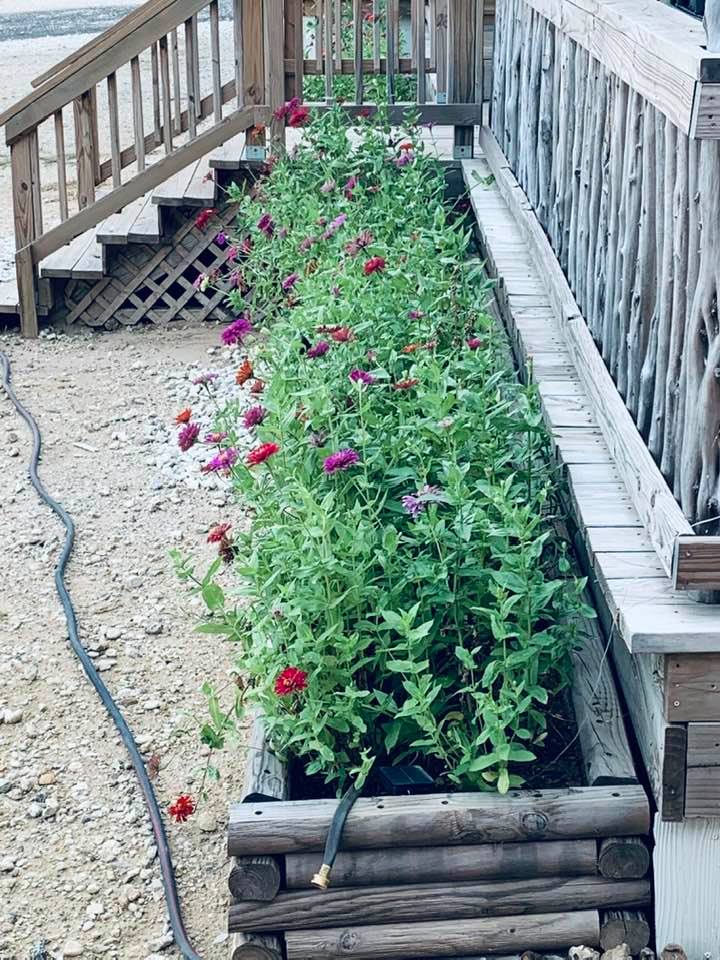 The bees and butterflies are going from flower to flower.