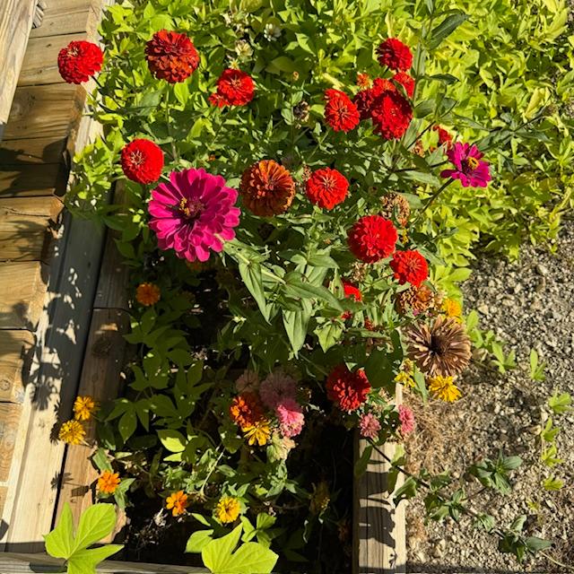 Zinnias love the heat.