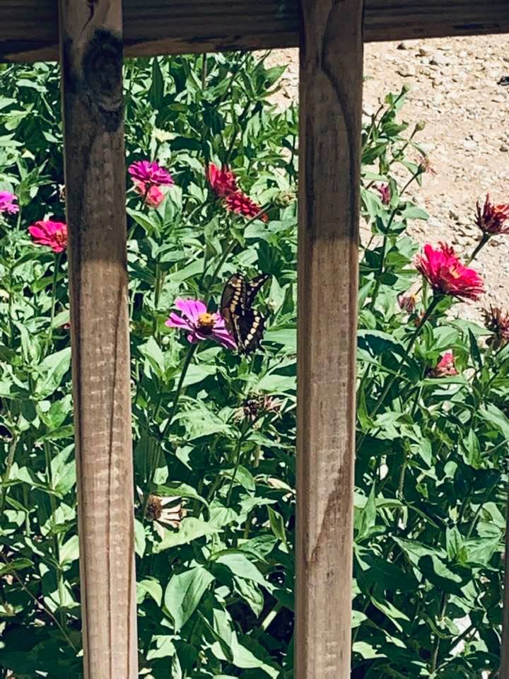 There are butterflies and moths all over our flowers. They are so fun to see.