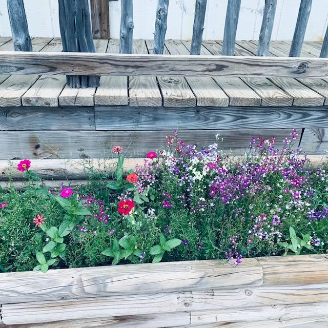 Early spring when zinnias and snapdragons are together for a short while before it gets too hot for the snapdragons. Early spring when zinnias and snapdragons are together for a short while before it gets too hot for the snapdragons.