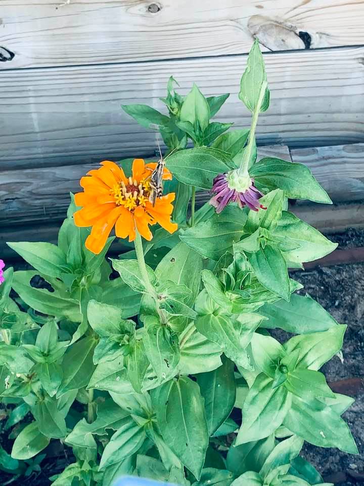 The zinnias in front of our farm store are opening and looking gorgeous. Even the grasshoppers think so!