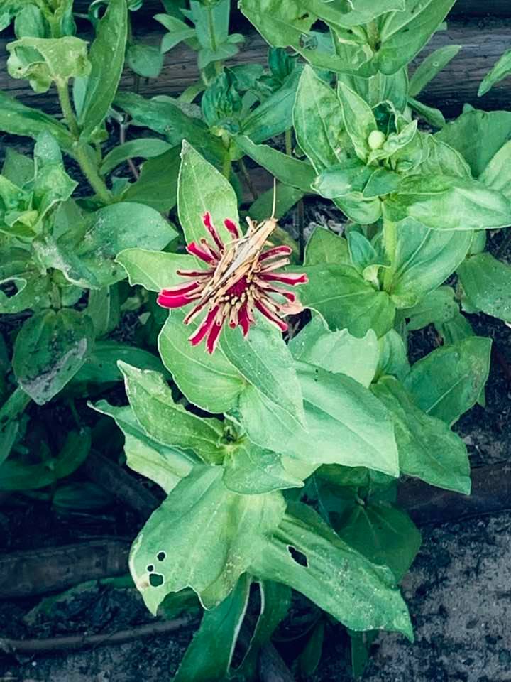 The zinnias in front of our farm store are opening and looking gorgeous. Even the grasshoppers think so! I planted a lot of colors.