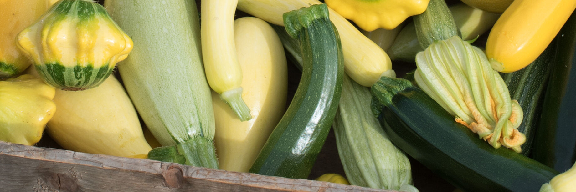 Zucchini and summer squash are good plants for succession planting.