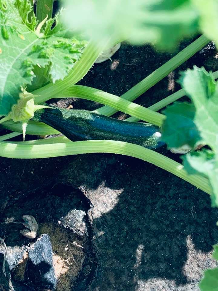Here is a little zucchini growing in October on the farm.