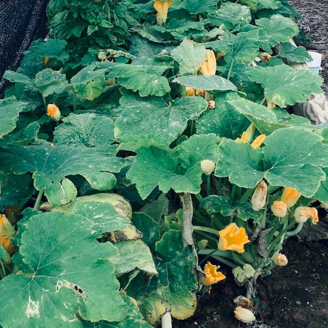 Zucchini is popular for agritourism plus it does well in the fall.